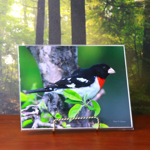 Rose Breasted Grosbeak 8" x 10" Fine Art Photography Print - Picture 1 of 3
